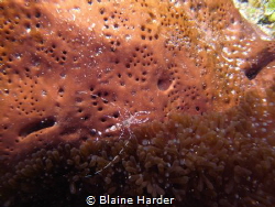 Spotted Cleaner Shrimp by Blaine Harder 